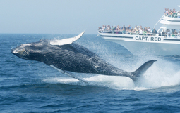 マサチューセッツの海でクジラが観られます